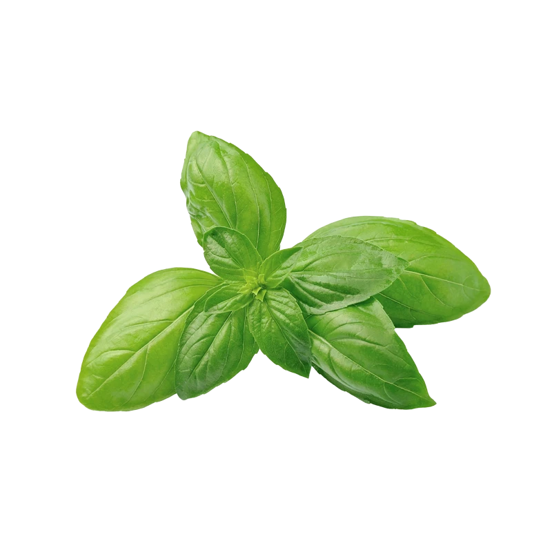 Basil photo