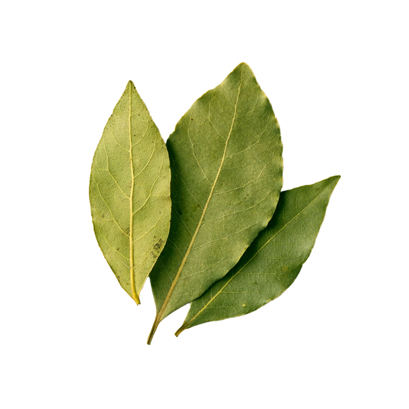 Bay leaf photo