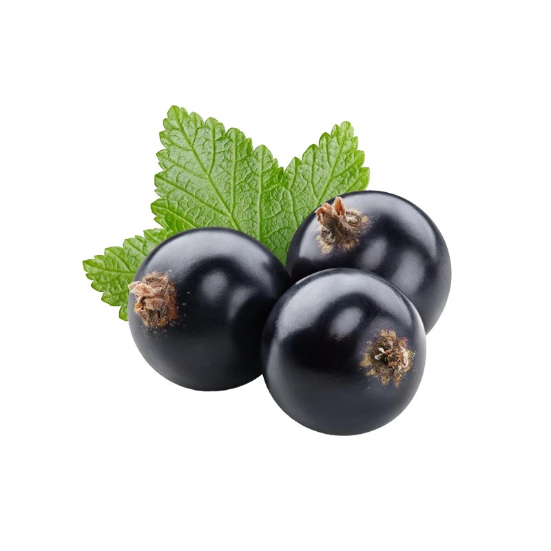 Blackcurrants photo