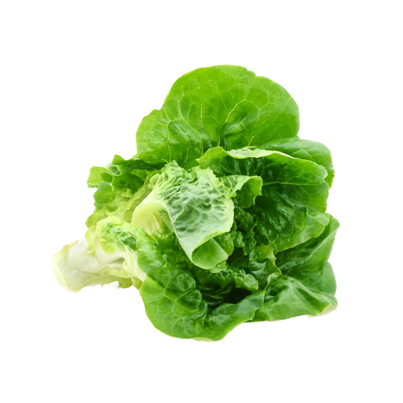 butter lettuce