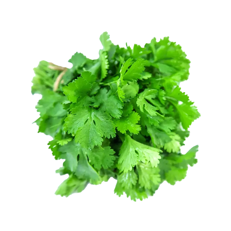 Cilantro photo