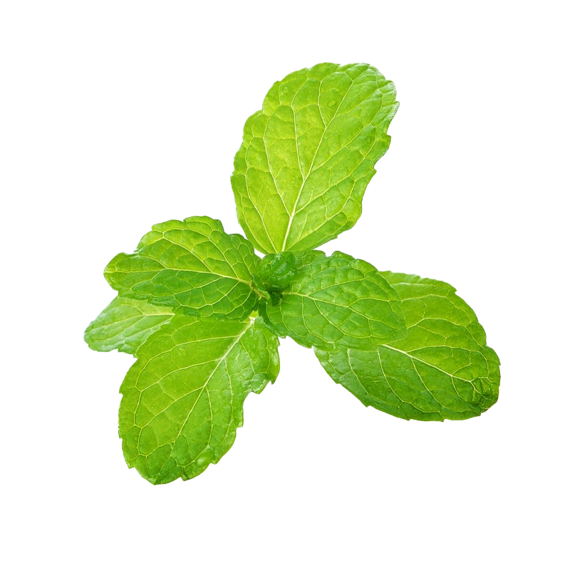 Fresh mint photo