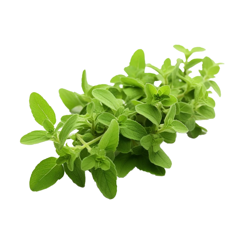 färsk oregano