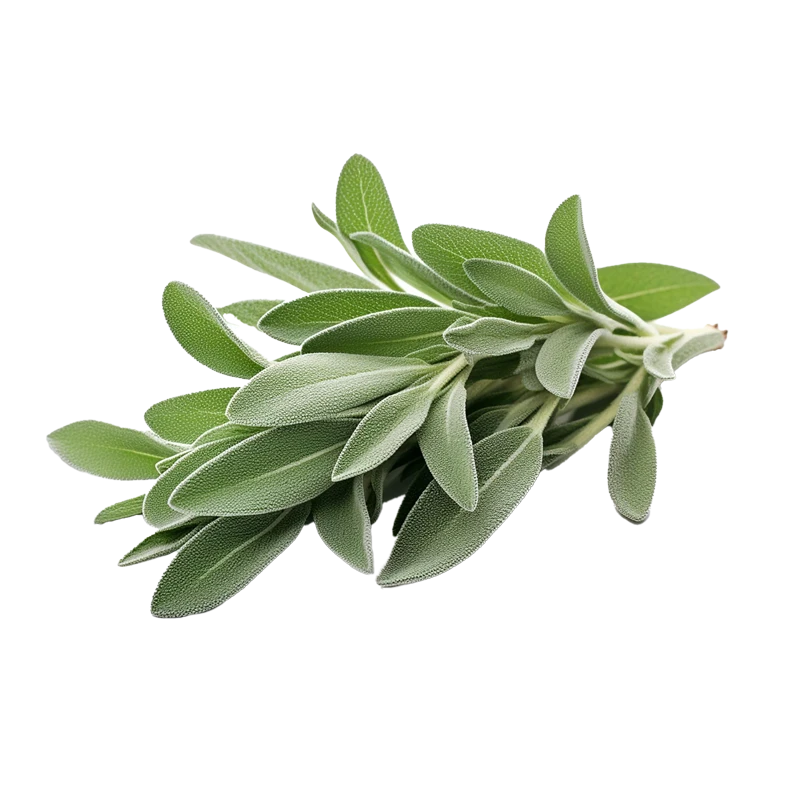 Fresh sage photo