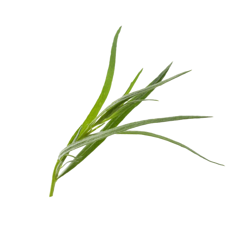 Fresh tarragon photo