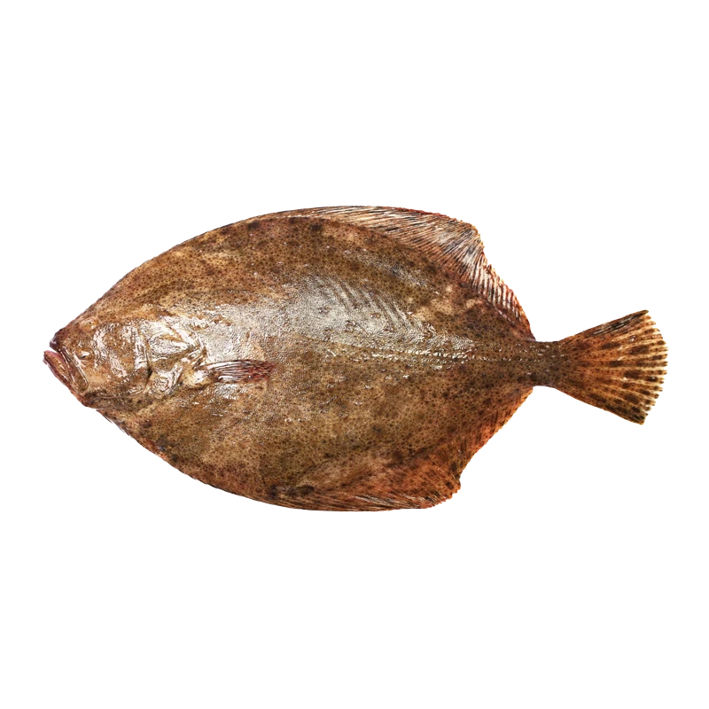 Halibut photo