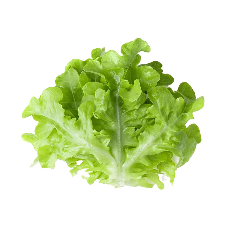 Lettuce photo