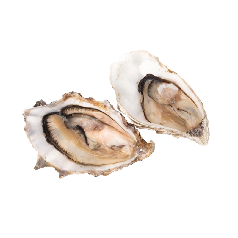 Oysters photo