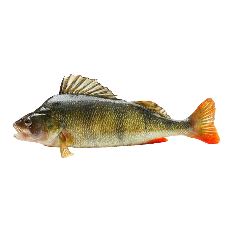 Perch photo