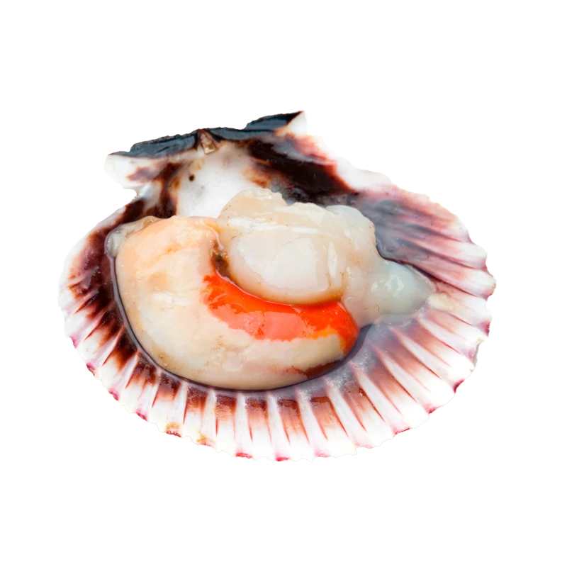 coquilles