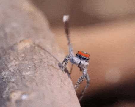spooky spider saying hi