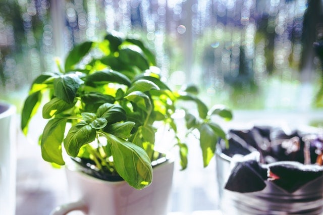 how to store basil - countertop